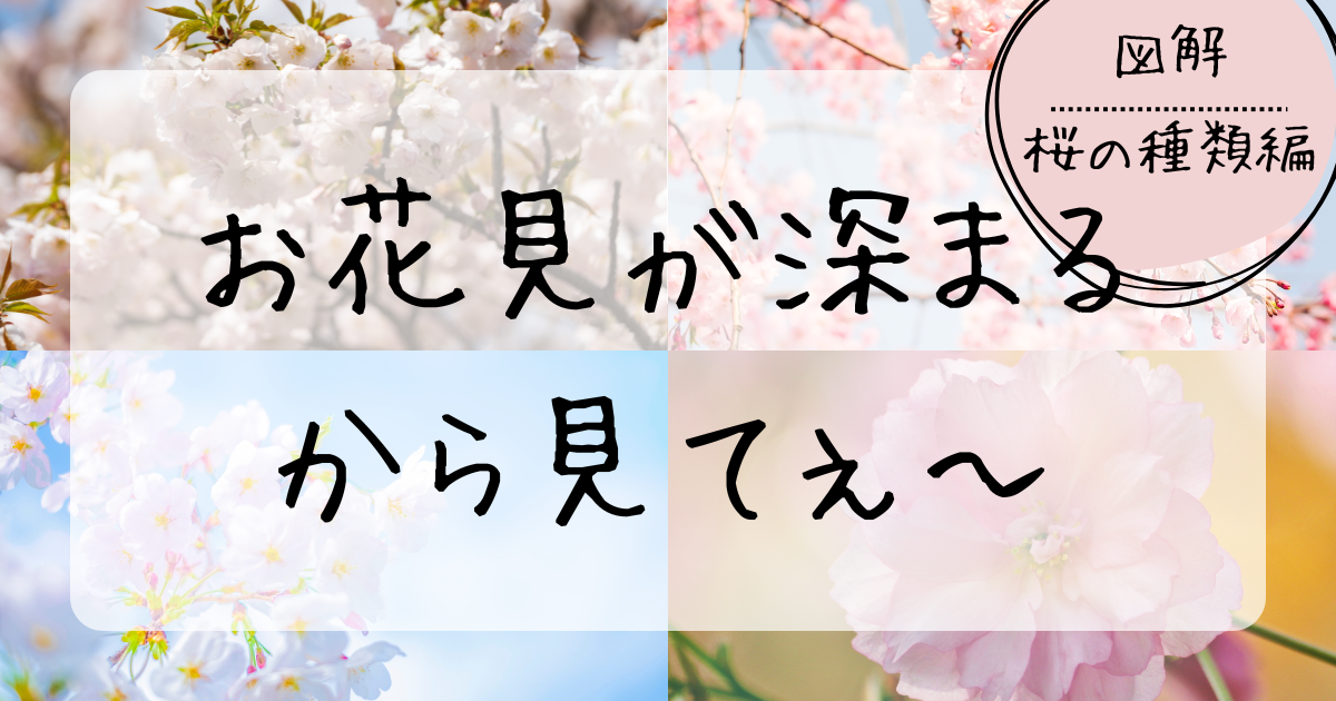 桜の種類・違い（ソメイヨシノ・ジンダイアケボノ・河津桜・八重桜）