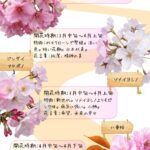 桜の種類・違い（ソメイヨシノ・ジンダイアケボノ・河津桜・八重桜）